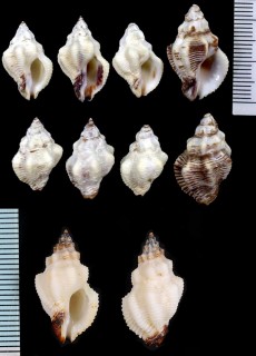 フトヒメヨウラク Ergalatax contractus calcarius small
