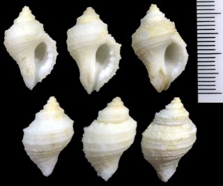 ビゴのチヂミボラの仲間 Nucella rolani small
