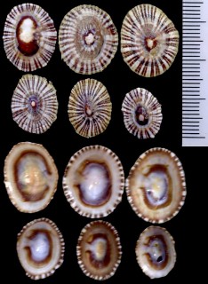 カラマツガイの仲間 オーストラリア Siphonaria diemenensis small