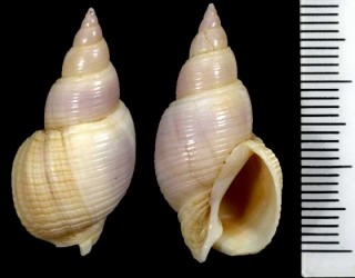 インド洋のホタルバイの一種 Bullia tranquebarica small