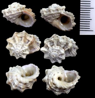 ヘルマンヒメカタベ Liotina hermanni small