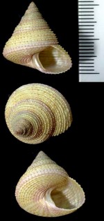 ビーズエビス Calliostoma variegatum small