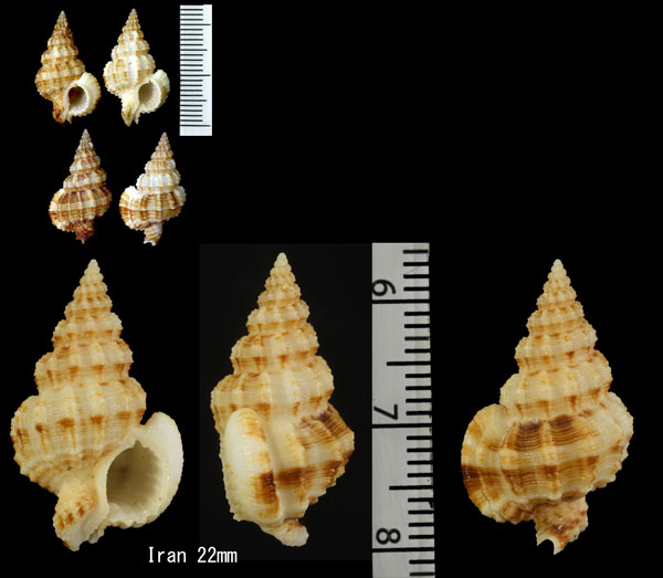 レクーバアラレバイ (仮称) Nassaria recurva small