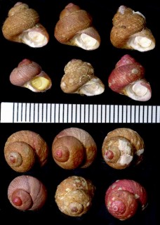 エゾザンショウ (エゾサンショウ) Homalopoma amussitatum small