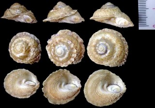 キキョウウラウズ Astralium squamiferum small