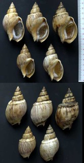 ダイオウキンチャクバイ Buccinanops gradatum small