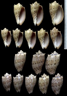 オニコオロギ Cymbiola sophia small