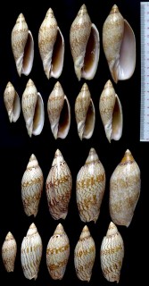 サミダレニンギョウボラ Amoria damonii keatsiana small