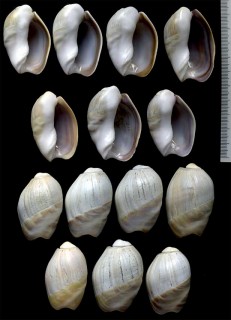 ククリマクラ Olivancillaria vesica auricularia small