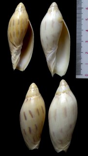 サツキニンギョウボラ Amoria maculata small