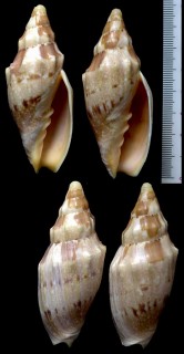 ツムガタメロン Notovoluta kreuslerae small