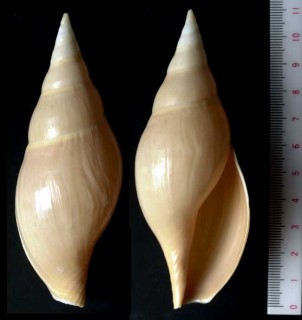 コガネボラ Provocator mirabilis small