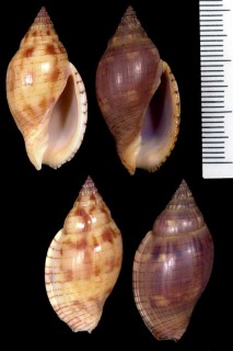 ツヤスジボラ Lyria deliciosa small