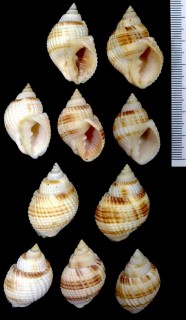 コロモガイの仲間 Cancellaria ektyphos small