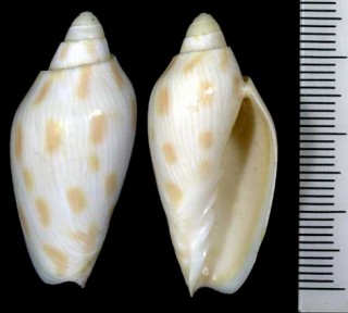 アカフニンギョウボラ Amoria canaliculata small