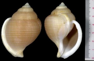 ナンアカブトウラシマ Galeodea keyteri small