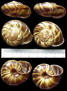 オゼマイマイ Euhadra brandtii roseoapicalis small