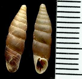 パフォスギセル Elia moesta moesta small