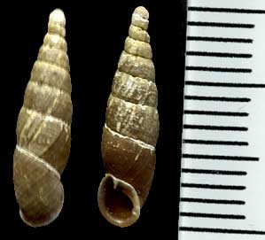 ミヤケトライオンギセル Stereophaedusa tryoni miyakejimana small