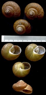 マデイラマイマイ Leptaxis undata small