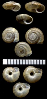 コマイマイの仲間 Trichia villosa small