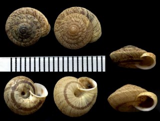 ウラウズマイマイの仲間02 Discula polymorpha arenicola small