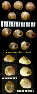 ヤセオキナワヤマキサゴ 痩沖縄山喜左古 Aphanoconia verecunda degener small