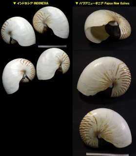 パラオオウム Nautilus belauensis small