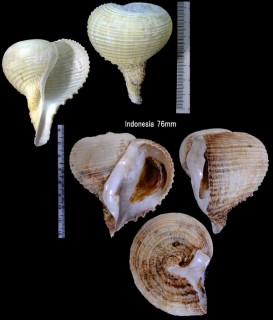 カブラガイ 蕪貝 Rapa rapa small