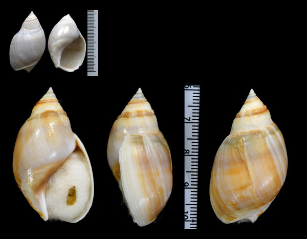 ミガキナツメバイ Bullia laevissima small