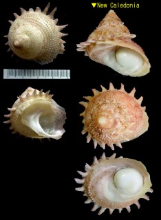カンスガイ 環子貝 Bolma guttata millegranosa small