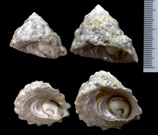 オルフェルスウラウズ Astraea tecta olfersii small