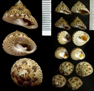 オオカスリナツモモ Clanculus limbatus small
