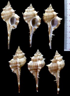 マラバルツブリボラ Vokesimurex malabaricus small