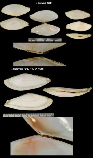 ノコギリダイミョウ Tellina spengleri small
