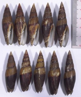 ハクライフデ Mitra zonata small