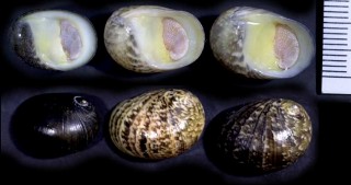 アマオブネの一種　南ア Nerita umlaasiana small