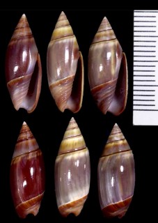 エスコバルボタル Olivella volutella small