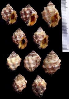 レイシダマシの一種 紅海 Morula chrysostoma small