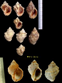 メキシコクチベニレイシ Thais haemastoma biserialis small