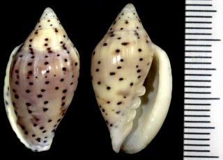 ゴマダラヘリトリ Marginella faba small