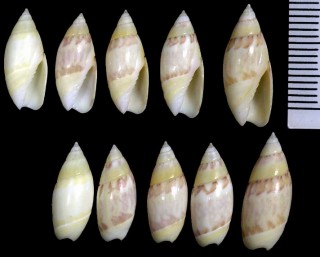 ニシインドムシボタル Olivella nivea small