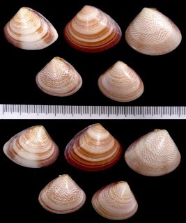フキアゲアサリ(オーストラリアの型) Gomphina undulosa small