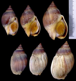 フトナツメバイ Buccinanops globulosum small