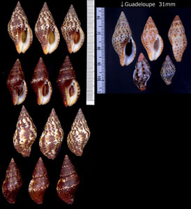 クロボシベッコウバイ Pisania pusio small