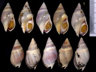 ナツメバイの一種 Buccinanops duartei small