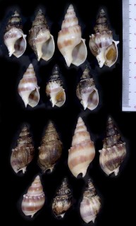トゲキンチャクバイ Dorsanum moniliferum small