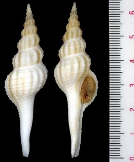 モザンビークのナガニシの一種 Fusinus rogersi small