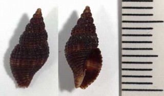ハイイロニナ Cantharus assimilis small