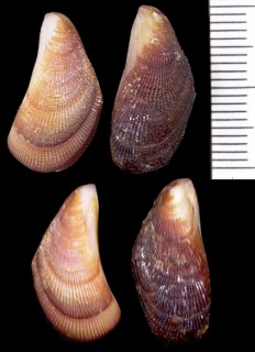 スキゲヒバリの一種 Brachidontes puniceus small